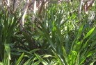 Fingal Head NSWorganic-gardening-18.jpg; ?>