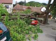 Kwikfynd Tree Cutting Services
fingalheadnsw