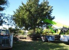Kwikfynd Tree Management Services
fingalheadnsw